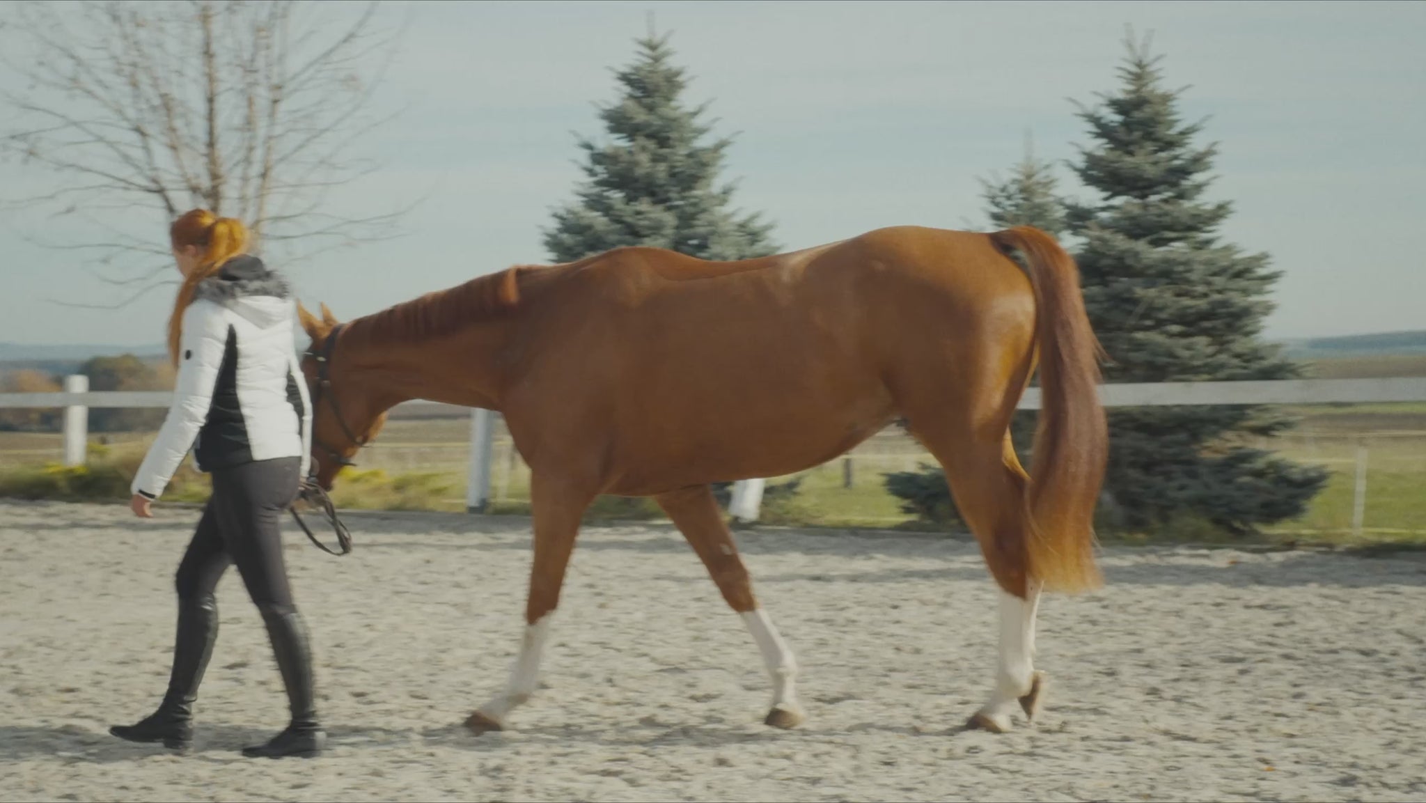 Lumina 3D-e VET HORSE TREATMENT ELITE